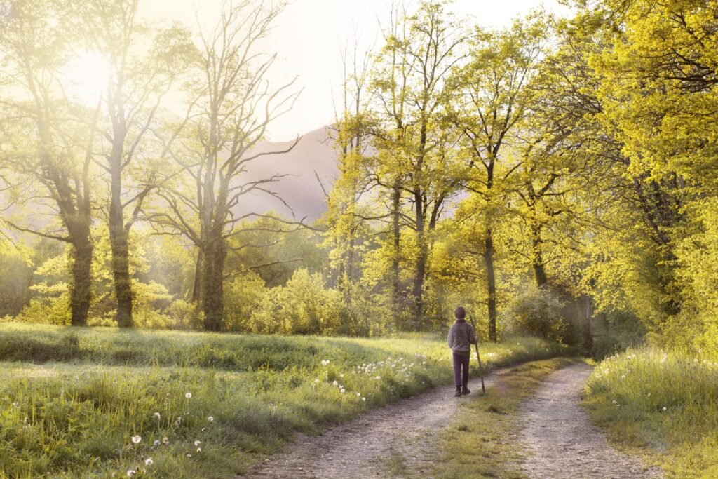 Chemin en forêt baigné de lumière printanière
