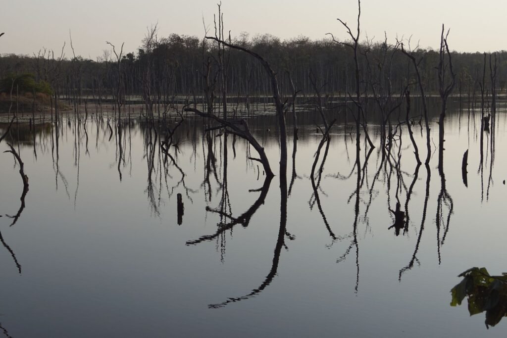 Arbres nus reflétés dans une étendue d'eau calme